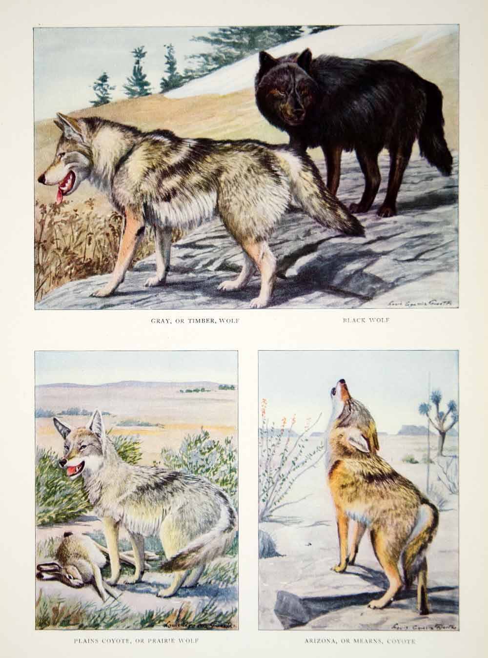 1916 Color Print Timber Gray Blak Wolf Coyote Prarie Mearns Louis Fuertes YNG1