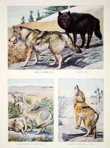 1916 Color Print Timber Gray Blak Wolf Coyote Prarie Mearns Louis Fuertes YNG1