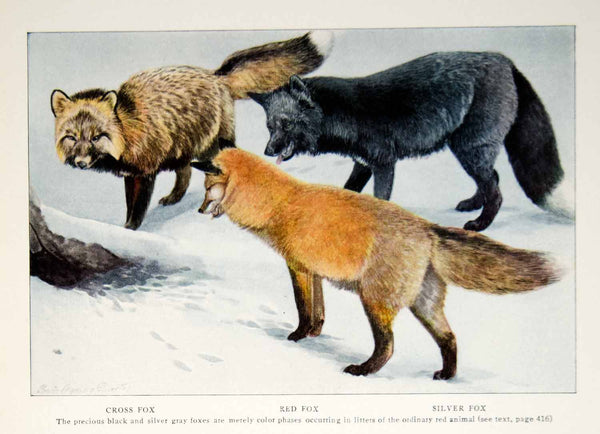 1916 Color Print Cross Red Silver Fox Animal Wildlife Louis