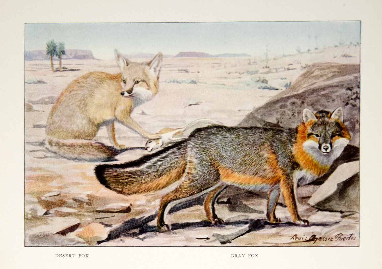 1916 Color Print Desert Gray Fox Wildlife Animals Louis Agassiz Fuertes Art YNG1