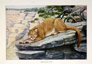 1916 Color Print Mountain Lion Animal Wildlife Louis Agassiz Fuertes Art YNG1