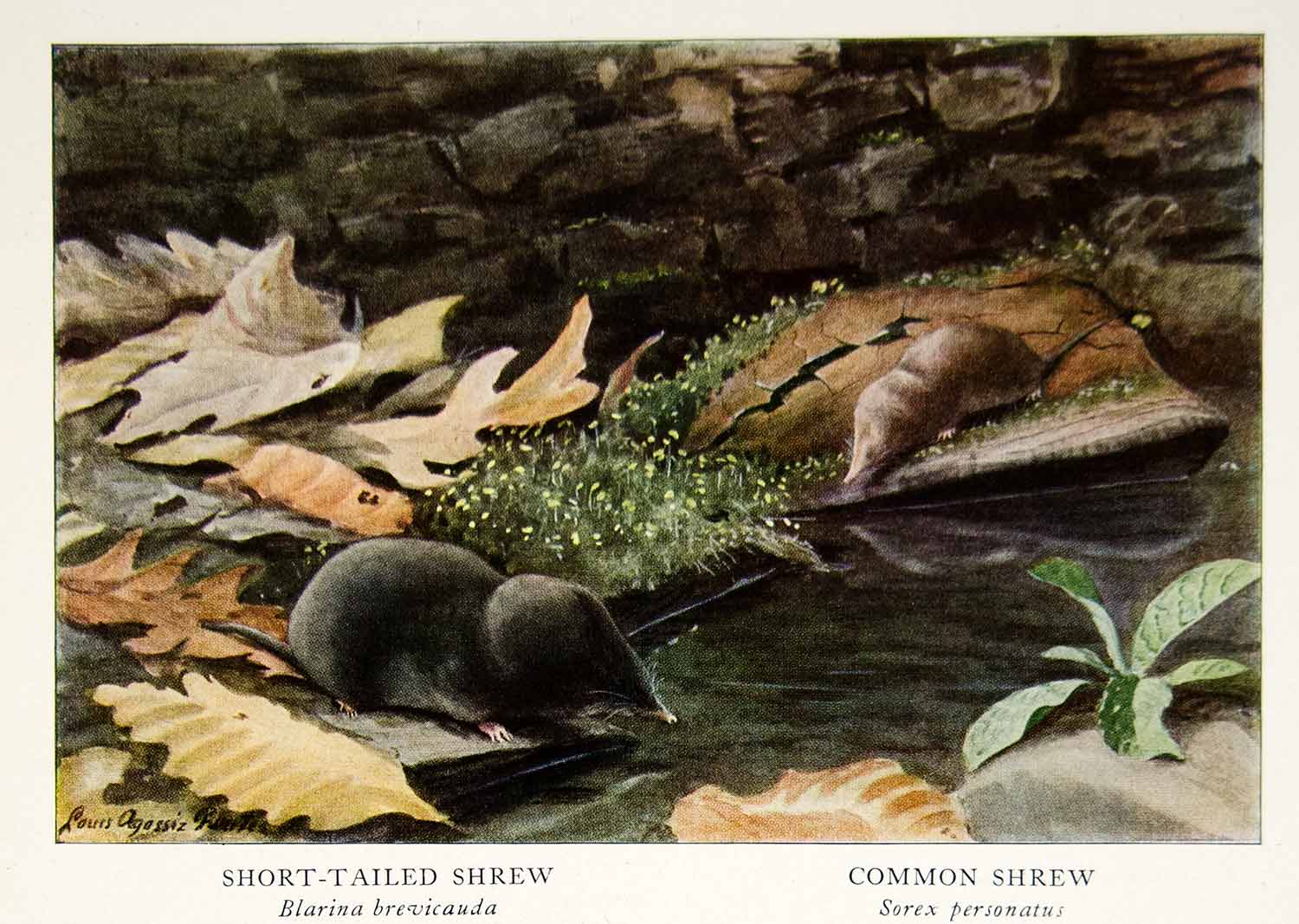 1918 Color Print Short Tailed Common Shrew Louis Agassiz Fuertes Animals YNG2