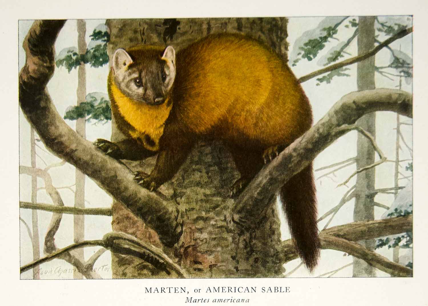 1918 Color Print Marten American Sable Louis Agassiz Fuertes Wildlife Image YNG2