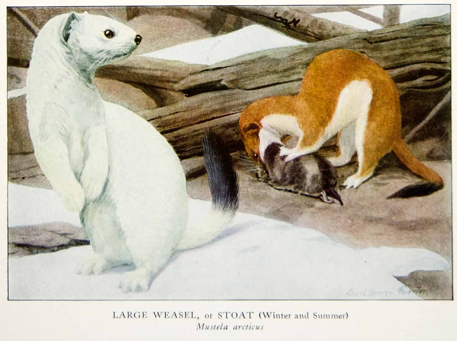 1918 Color Print Large Weasel Stoat Louis Agassiz Fuertes Wildlife Animal YNG2