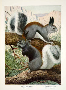 1918 Color Print Abert Kaibab Squirrel Louis Agassiz Fuertes Wildlife Image YNG2