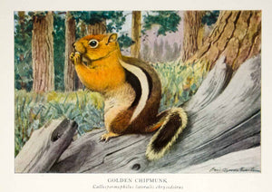 1918 Color Print Golden Chipmunk Louis Agassiz Fuertes Wildlife Animals YNG2