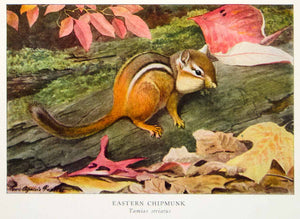1918 Color Print Eastern Chipmunk Louis Agassiz Fuertes Wildlife Animals YNG2