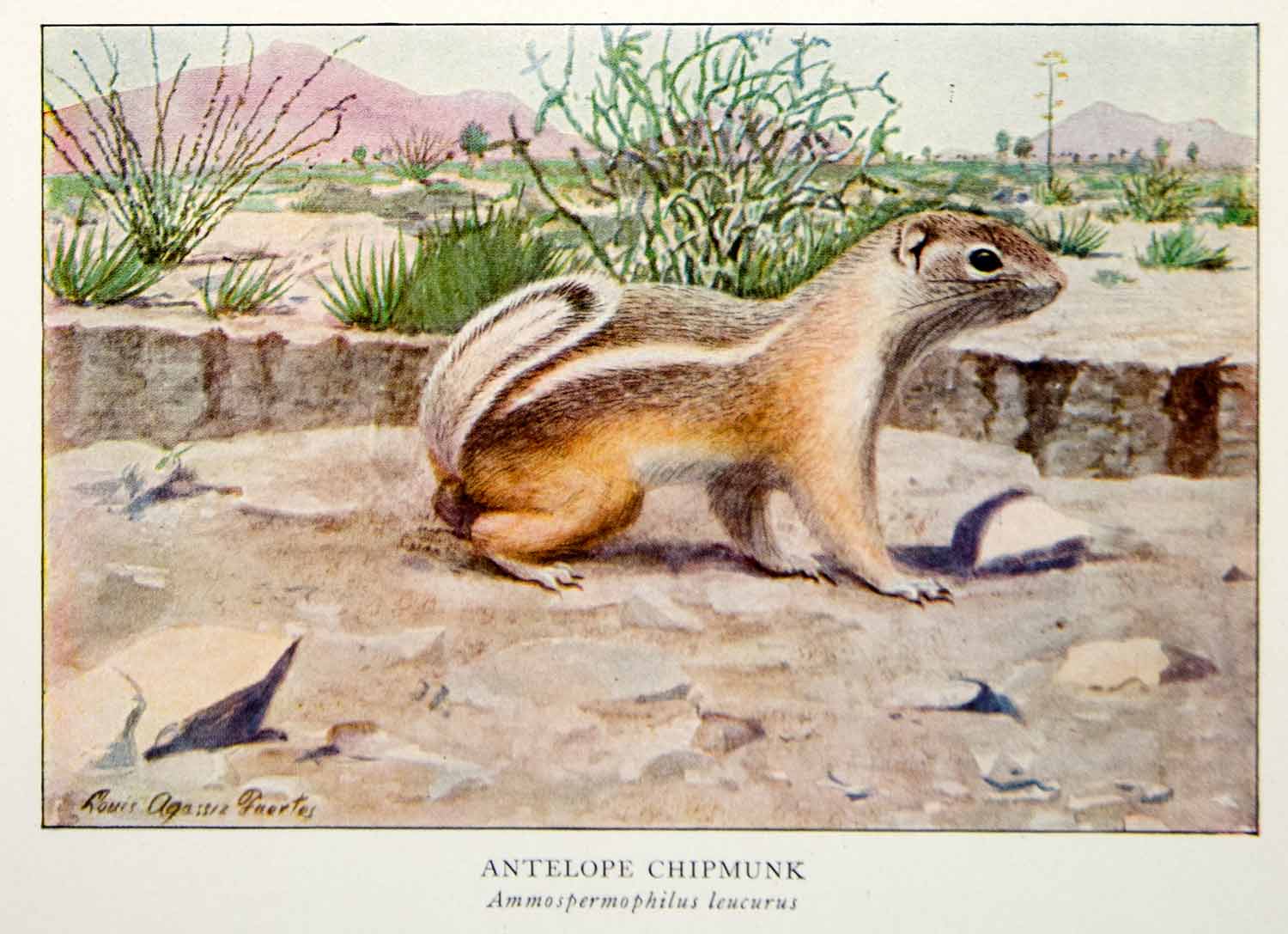 1918 Color Print Antelope Chipmunk Louis Agassiz Fuertes Wildlife Animals YNG2