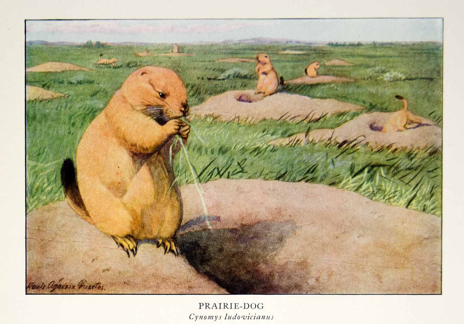 1918 Color Print Prairie Dog Louis Agassiz Fuertes Animal Wildlife Image YNG2