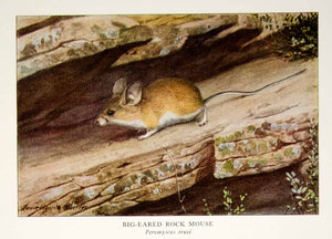 1918 Color Print Big Eared Rock Mouse Wildlife Animal Louis Agassiz Fuertes YNG2