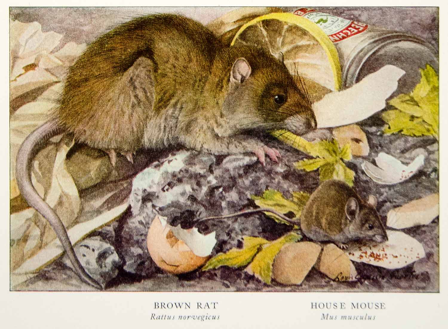 1918 Color Print Brown Rat House Mouse Rodent Louis Agassiz Fuertes Animal YNG2