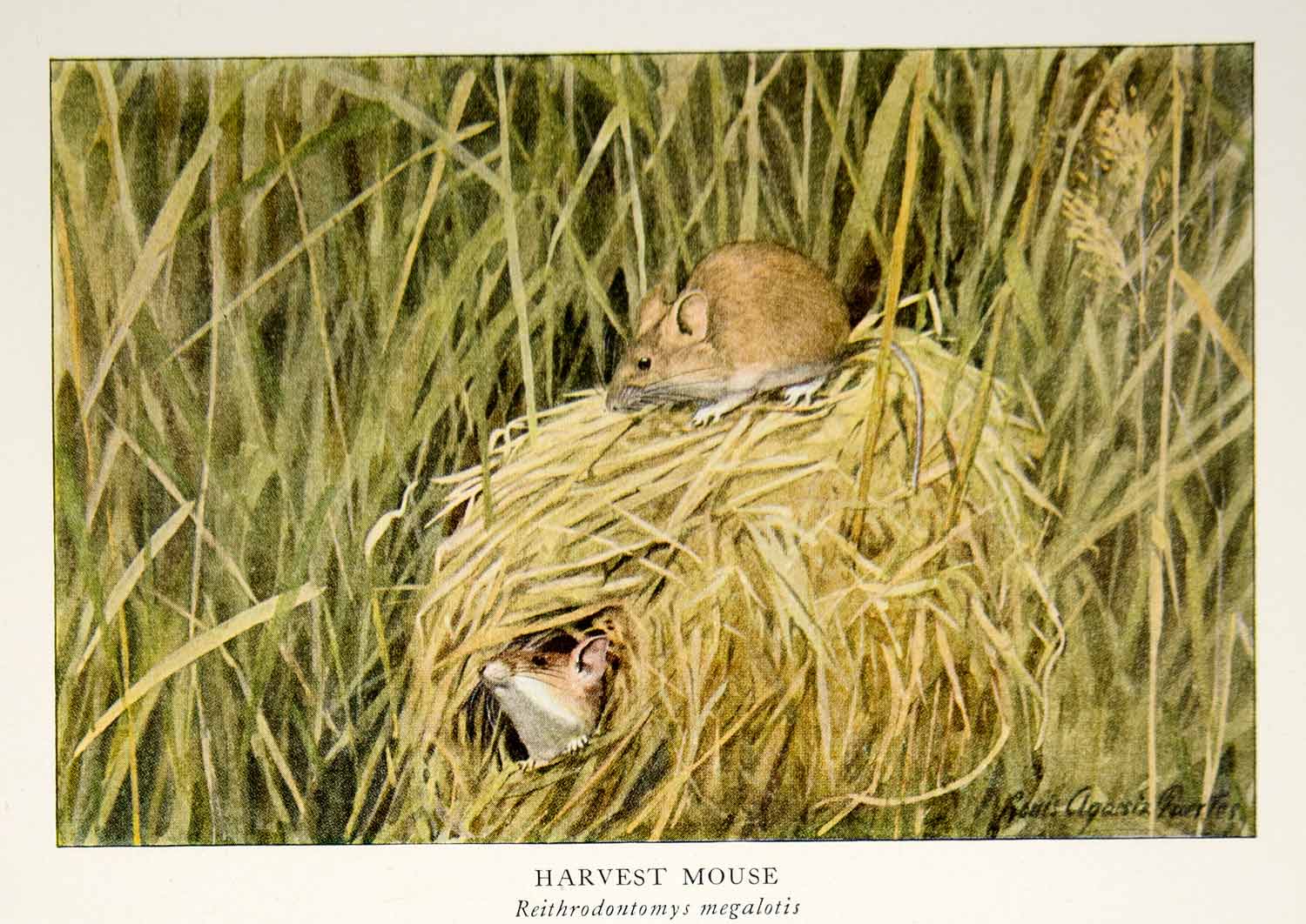 1918 Color Print Harvest Mice Rodent Animal Wildlife Louis Agassiz Fuertes YNG2
