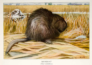 1918 Color Print Muskrat Rodent Wildlife Animal Louis Agassiz Fuertes YNG2