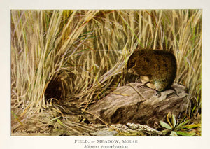 1918 Color Print Field Meadow Mouse Rodent Animal Louis Agassiz Fuertes YNG2