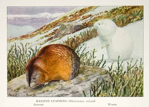 1918 Color Print Banded Lemming Winter Summer Louis Agassiz Fuertes Animal YNG2