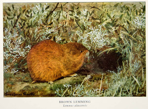 1918 Color Print Brown Lemming Animal Wildlife Louis Agassiz Fuertes Image YNG2