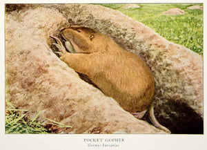 1918 Color Print Pocket Gopher Wildlife Animal Louis Agassiz Fuertes Rodent YNG2