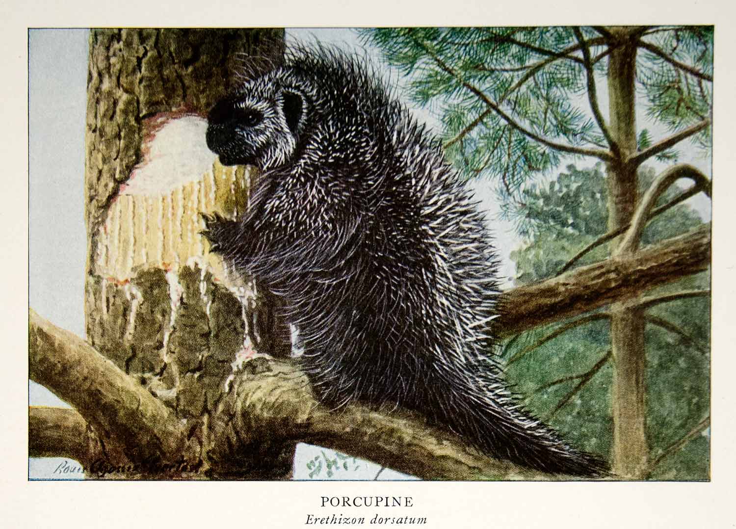 1918 Color Print Porcupine Wildlife Animal Spikes Louis Agassiz Fuertes YNG2