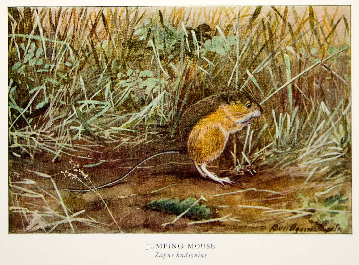 1918 Color Print Jumping Mouse Rodent Wildlife Louis Agassiz Fuertes Animal YNG2