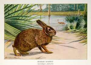 1918 Color Print Marsh Rabbit Wildlife Animal Louis Agassiz Fuertes Image YNG2