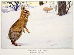 1918 Color Print Cottontail Rabbit Animal Wildlife Louis Agassiz Fuertes YNG2