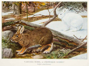 1918 Color Print Snowshoe Rabbit Varying Hare Animal Louis Agassiz Fuertes YNG2