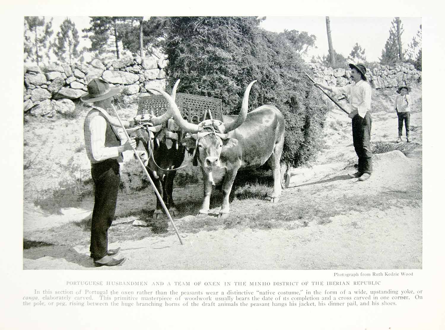 1918 Print Portuguese Farmers Minho Province Oxen Team Yoke Canga Portugal YNG3