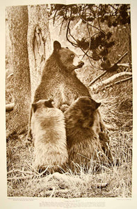 1917 Print American Black Bear Twin Cubs Yellowstone National Park Wildlife YNG3