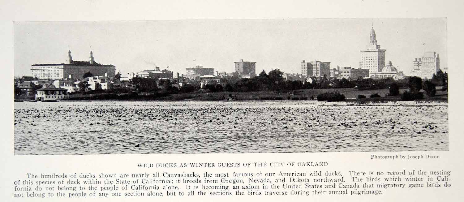 1919 Print Oakland California Cityscape Ducks Lake Historical Image View YNG4