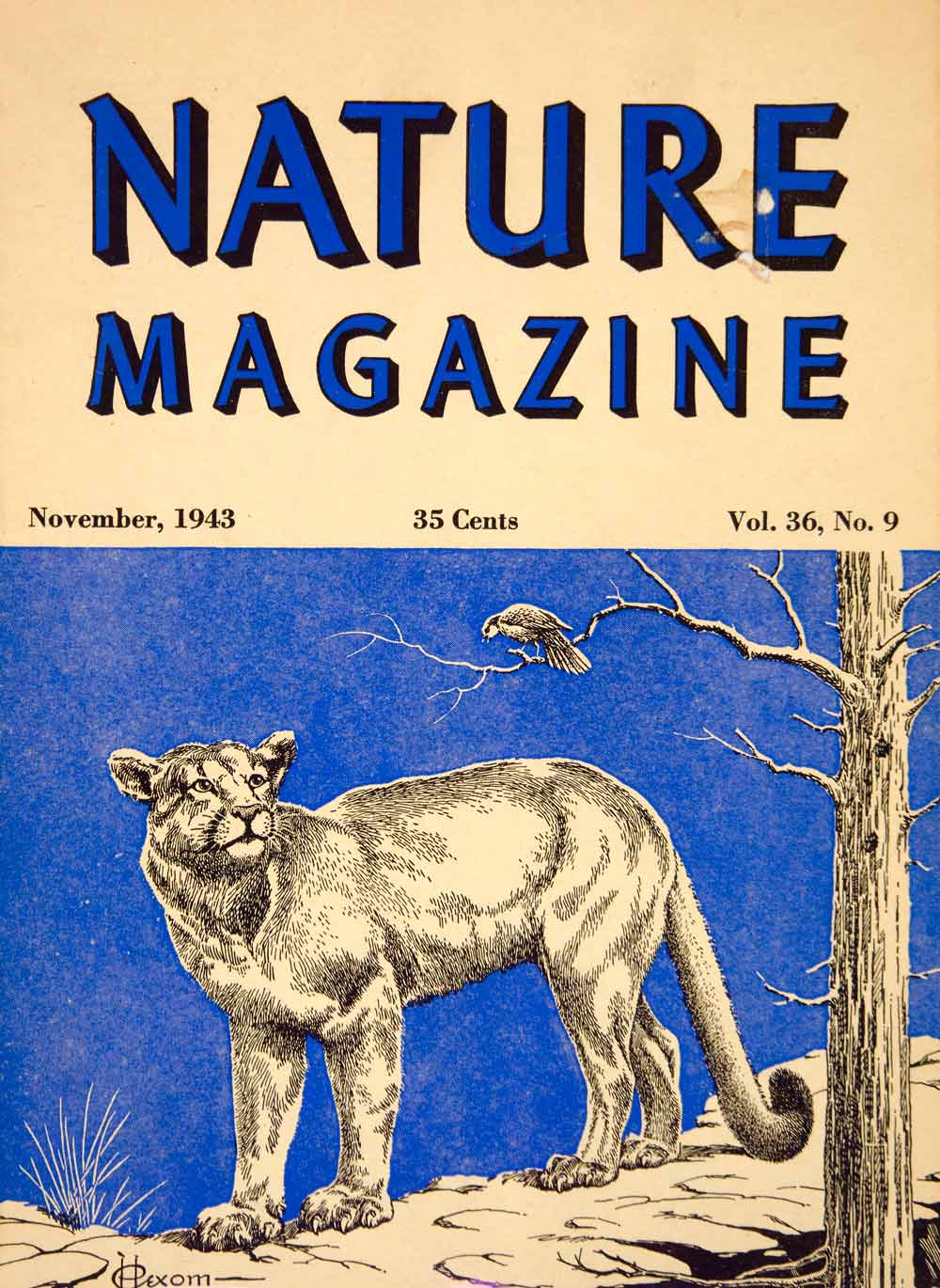 1943 Cover November Nature Magazine Bird Mountain Lion Cougar Tree Blue YNM2