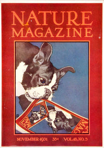 1931 Cover Nature Magazine Nov. Boston Terrier Dog Robert Bruce Hosfall Art YNM5