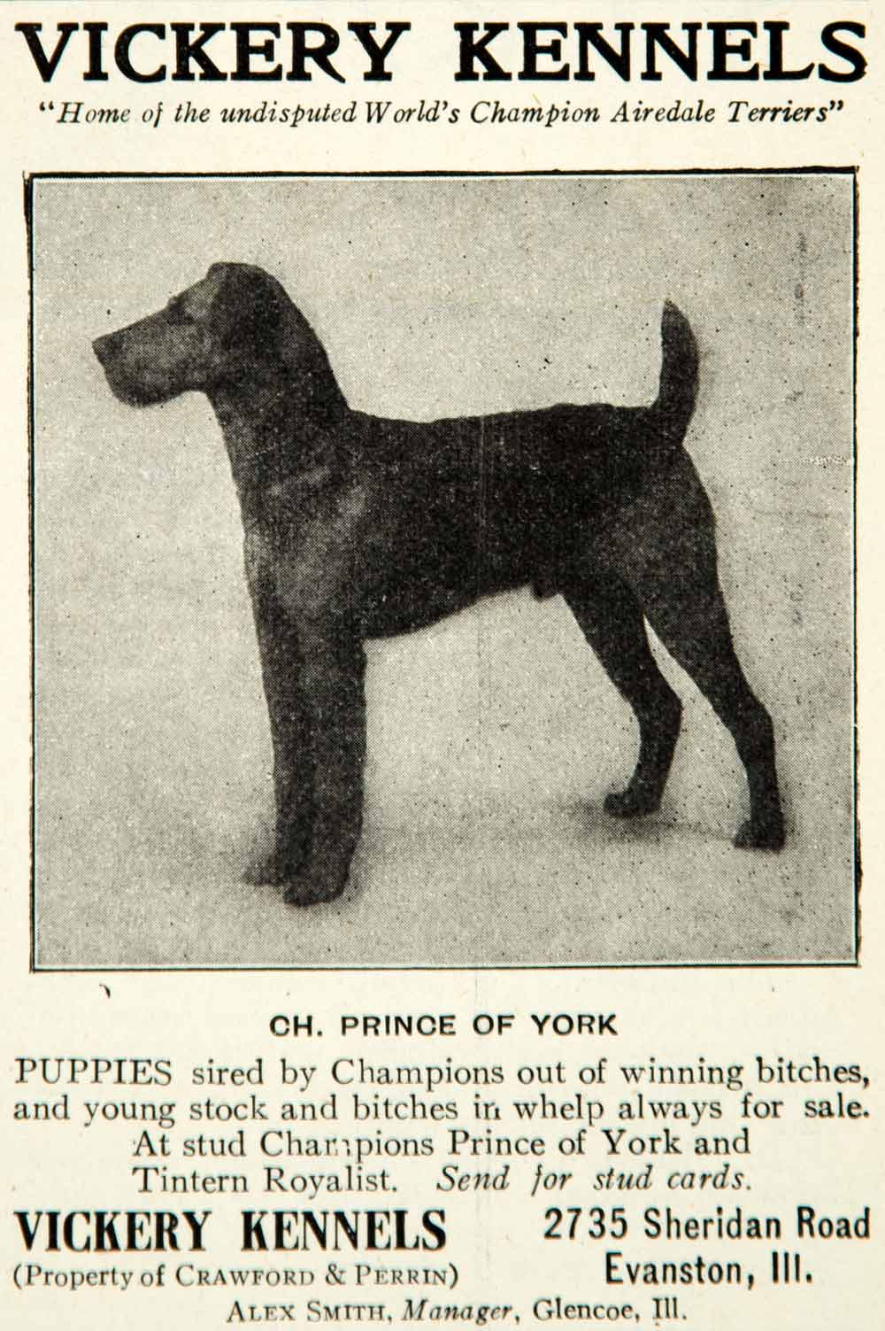 1912 Ad Vickery Kennels Airedale Terrier Dog Breed 2735 Sheridan Rd YNS1