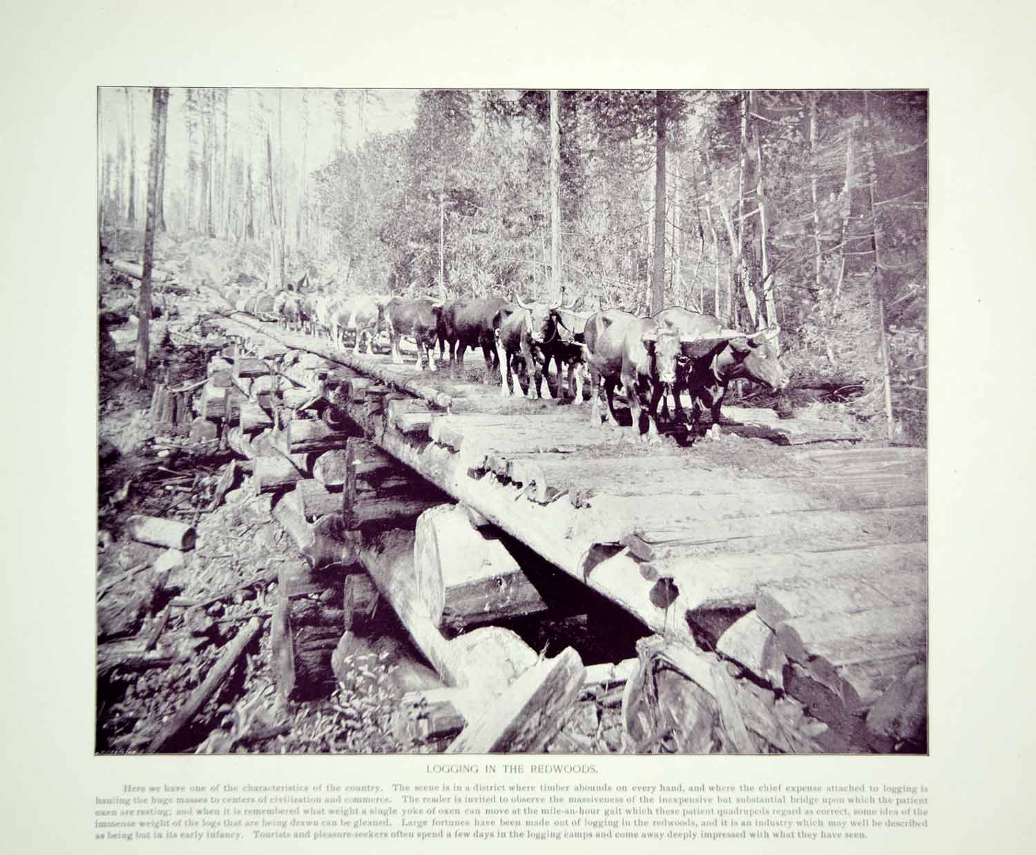 1894 Print Logging California Redwoods Oxen Ox Hauling Timber Logs Historic YOC2