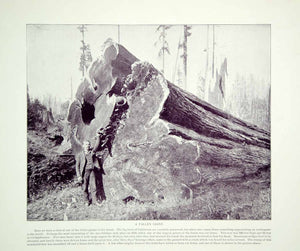 1894 Print Giant Redwood Sequoia California Tree Logging Industry Historic YOC2