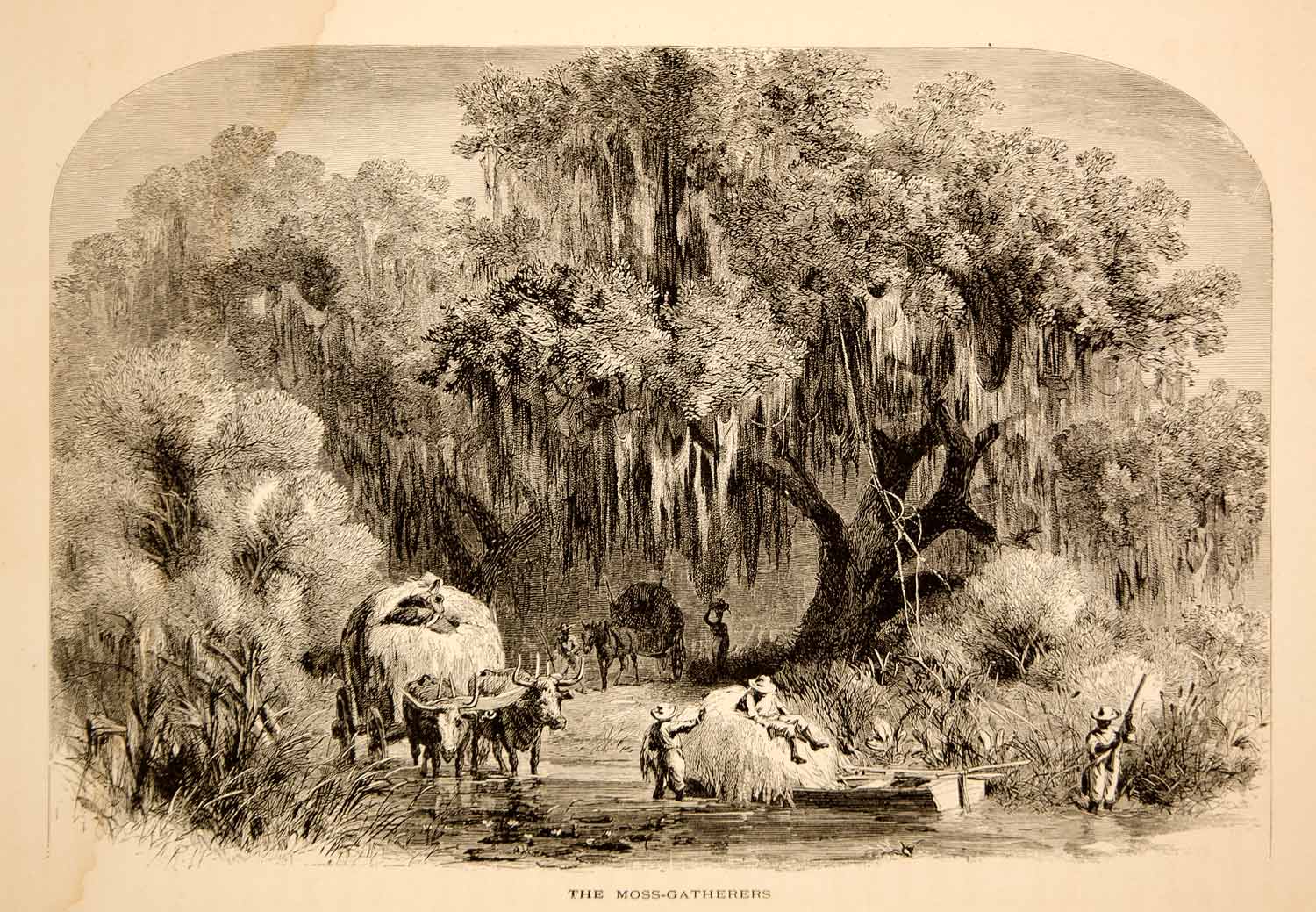 1872 Wood Engraving Gathering Spanish Moss Trees Mississippi Alfred R. Waud YPA1