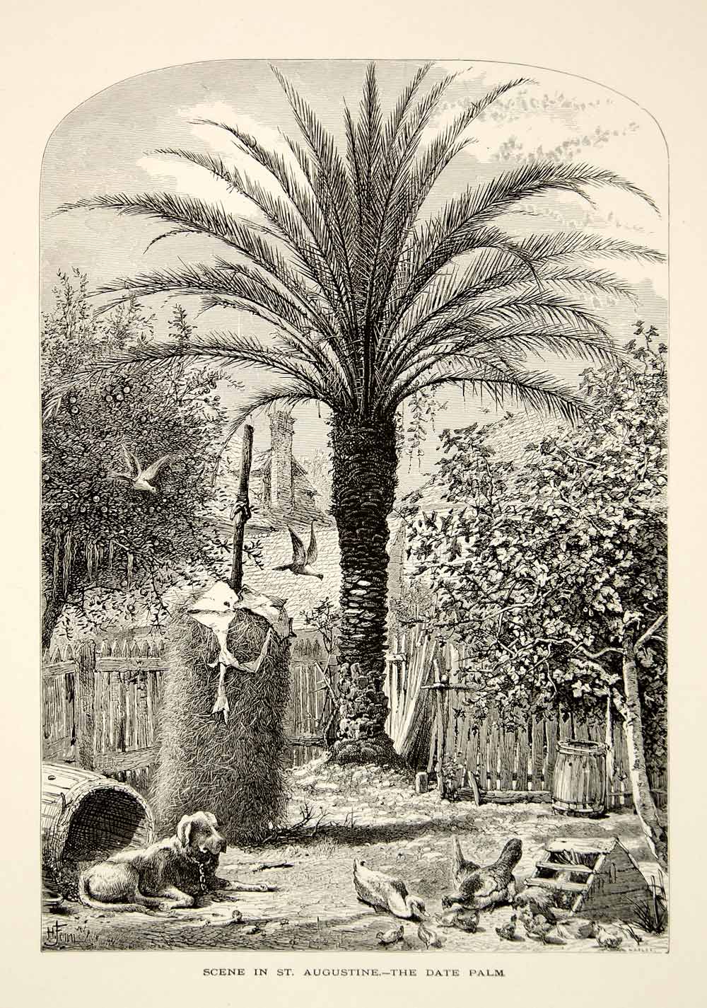 1894 Wood Engraving St. Augustine Florida Date Palm Tree Dog Harry Fenn Art YPA4