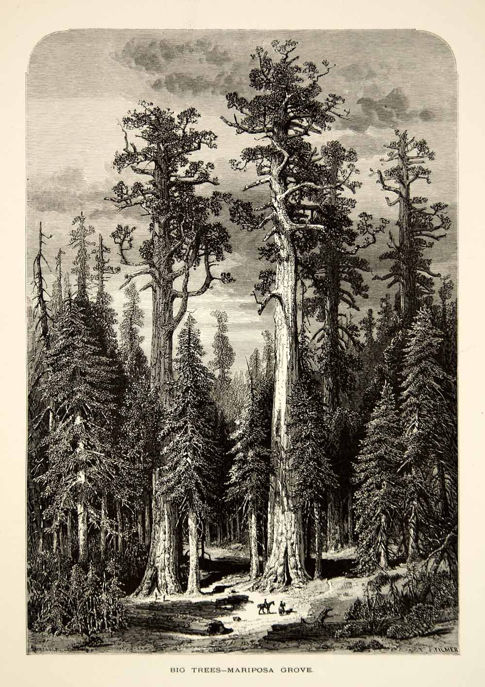 1894 Wood Engraving Sequoia Trees Mariposa Grove Yosemite National Park YPA4