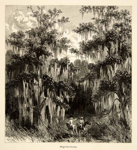 1894 Wood Engraving Magnolia Swamp Spanish Moss Mississippi River Landscape YPA4
