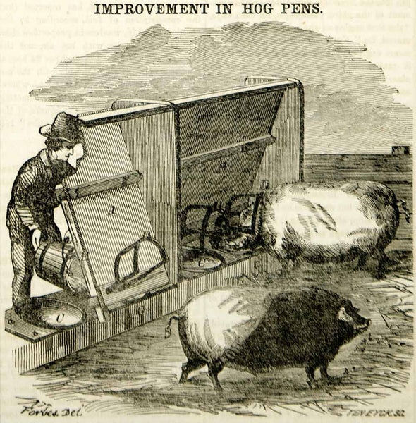 1855 Wood Engraving Antique Hog Pen Pig Farm Animal Agriculture