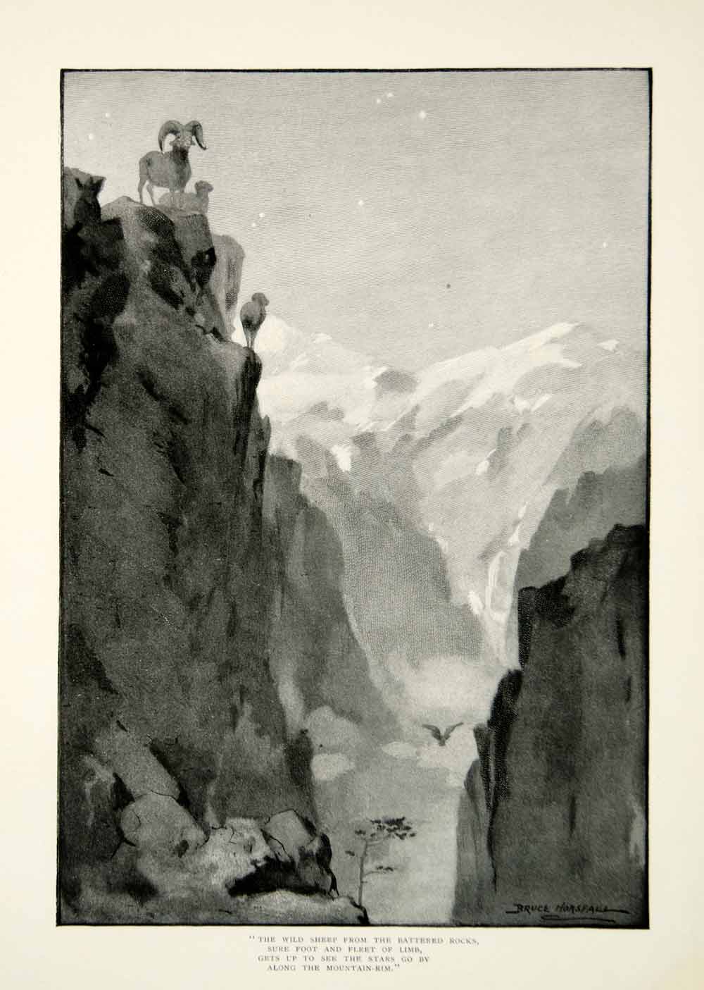 1900 Print Rocky Mountain Bighorn Sheep Robert Bruce Horsfall Art Drawing YSN2