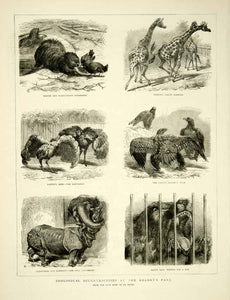 1871 Wood Engraving JB Zwecker Art Zoo Animals Beaver Giraffe Eagle YTG2