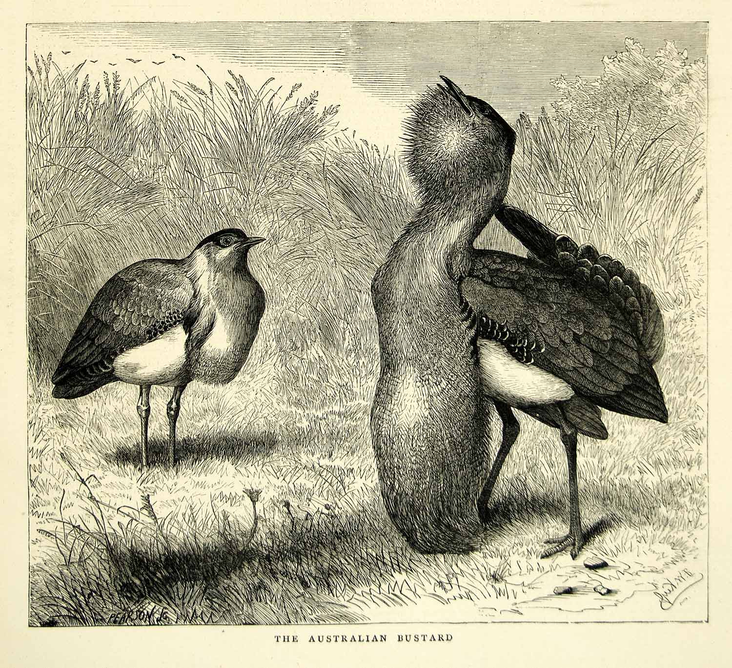 1872 Wood Engraving Art Australian Bustard Bird Animal Wildlife Zoology YTG3