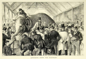 1872 Wood Engraving Art Elephant Womballs Menagerie Auction Edinburgh YTG3