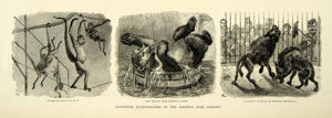 1872 Wood Engraving Art Spider Monkey Bear Hyena Regents Park Zoo London YTG3
