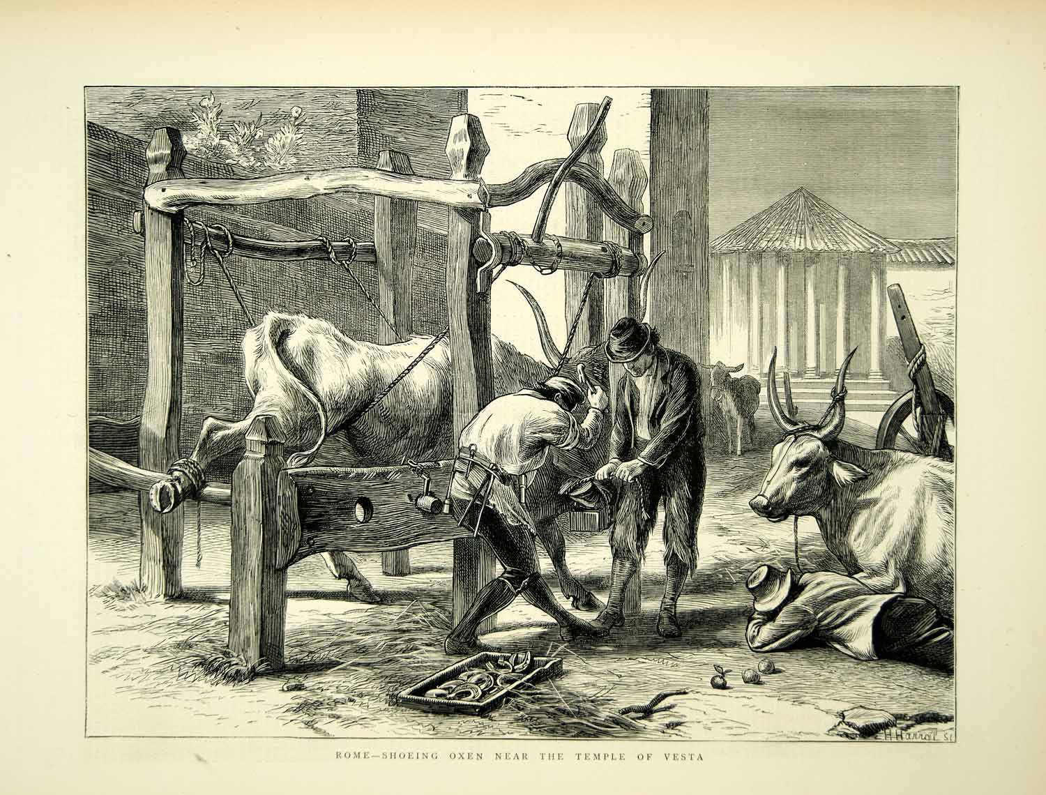 1872 Wood Engraving Art Shoeing Oxen Rome Italy Temple Vesta Farm Animals YTG4