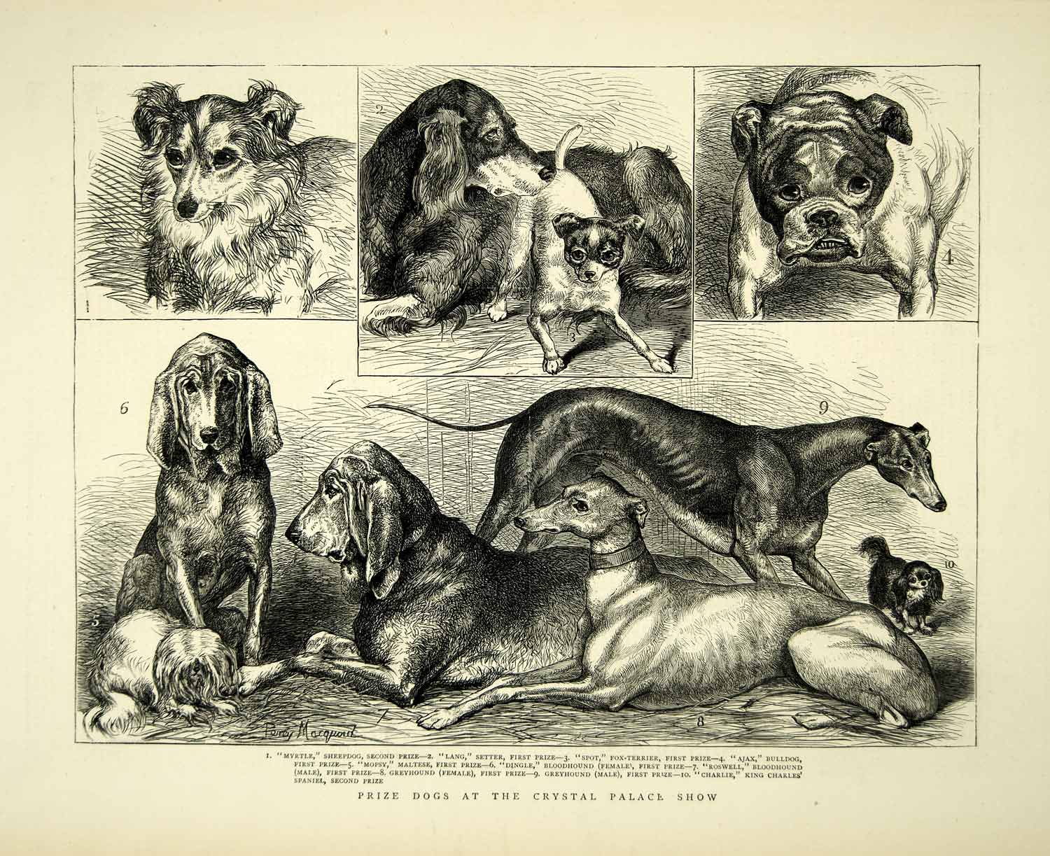 1872 Wood Engraving Percy Marquoid Art Sheepdog Setter Fox Terrier Bulldog YTG4
