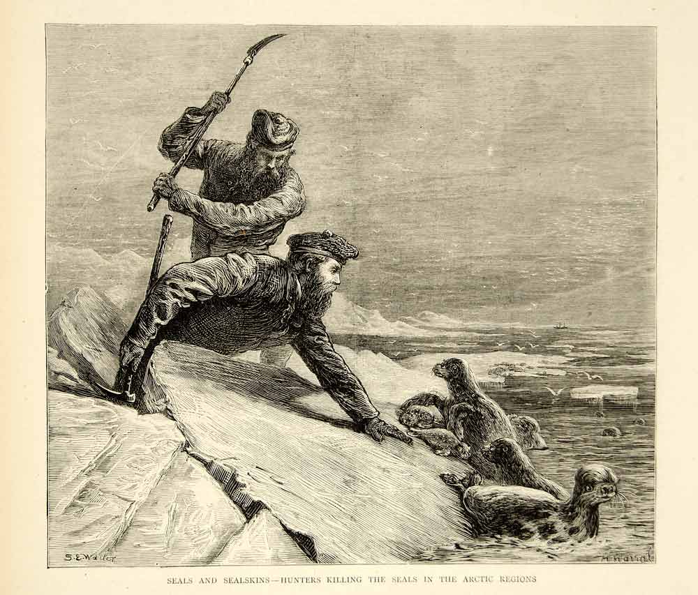 1874 Wood Engraving Samuel Edmund Waller Art Hooded Seal Hunt Arctic Polar YTG7