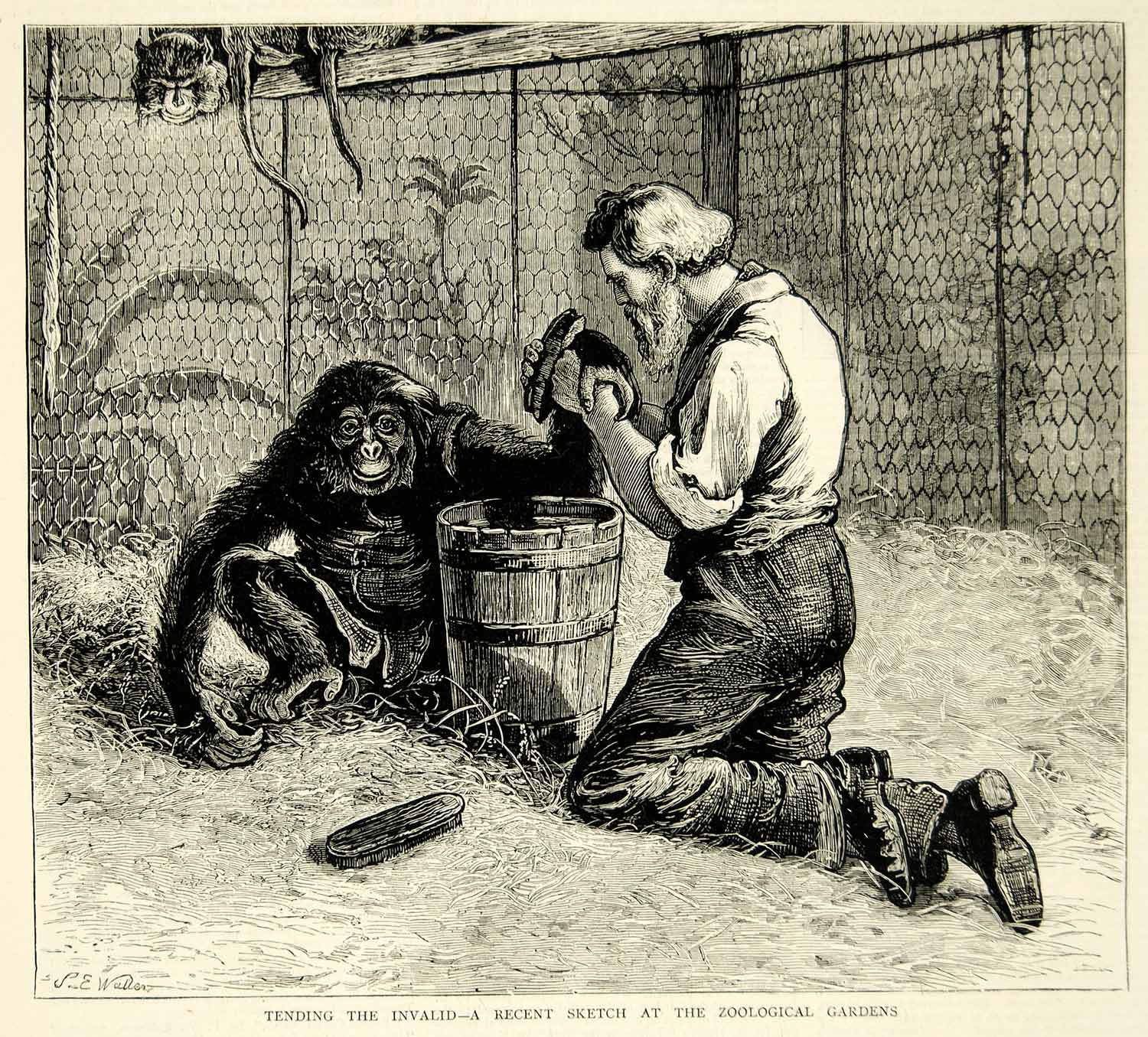 1874 Wood Engraving Samuel E Waller Art Joe Chimpanzee London Zoo Monkey YTG8