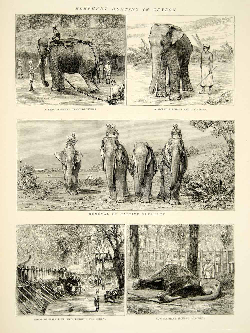 1874 Wood Engraving Art Elephant Hunting British Ceylon Sri Lanka Animals YTGA1