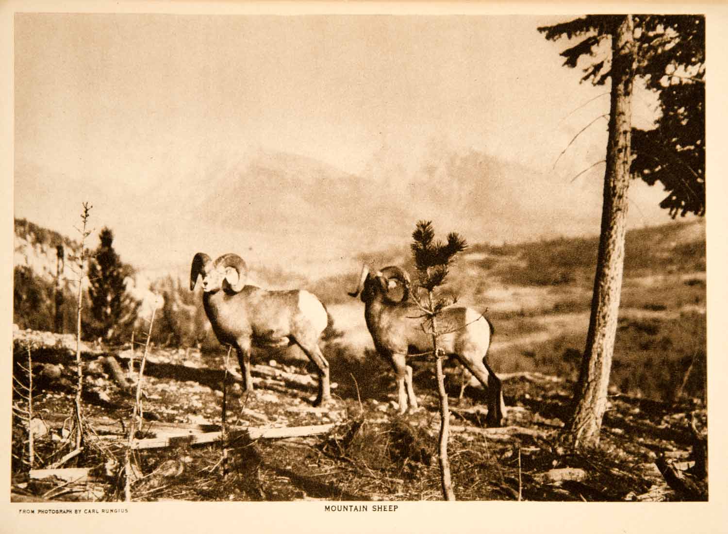 1916 Photogravure Rocky Mountain Bighorn Sheep Game Animal North America YTMM1